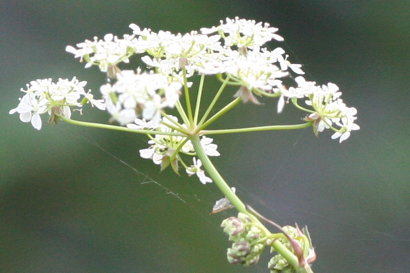 100crop1